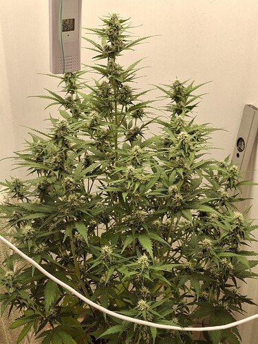 Growreport Bild 142