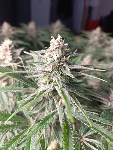 Growreport Bild 8