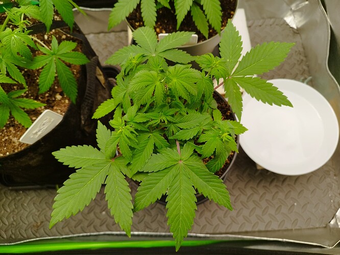 Eine junge Cannabis-Pflanze in einem schwarzen Stofftopf, die sich in der Wachstumsphase befindet. Die Pflanze hat mehrere grüne Blätter und neue Triebe. Daneben steht eine weiße Schale mit Wasser.