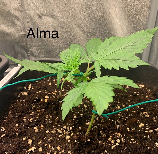 Growreport Bild 4