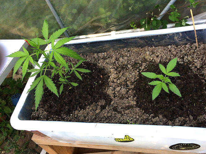 Grow26_0723_05
