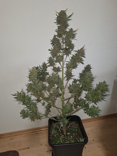 Growreport Bild 9