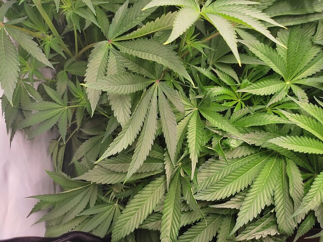 Growreport Bild 33