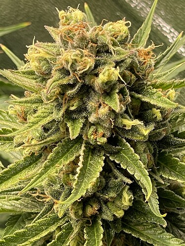 Growreport Bild 5