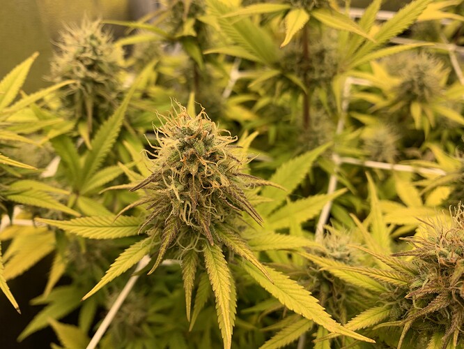 Growreport Bild 4