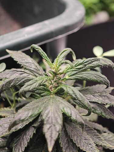 Growreport Bild 38