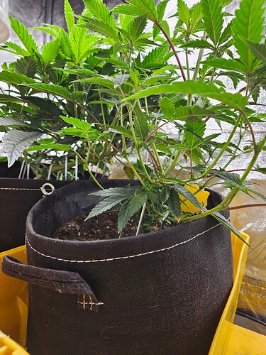 Growreport Bild 37