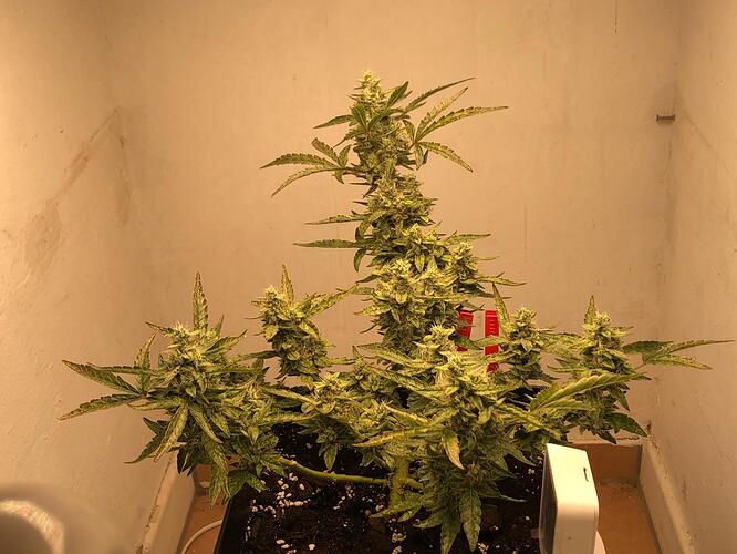 Growreport Bild 2