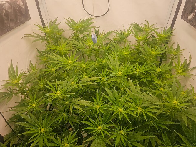 Growreport Bild 17