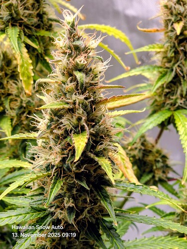 Growreport Bild 3