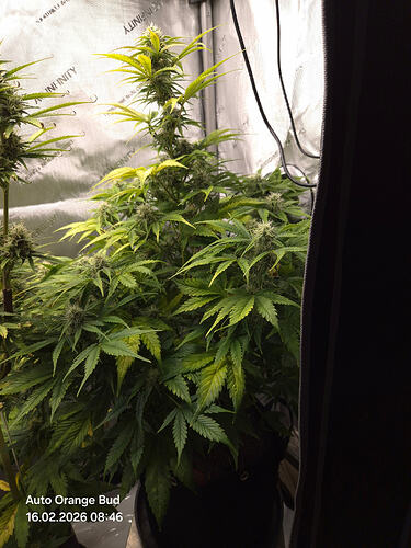 Eine blühende Cannabis-Pflanze in einem Grow-Zelt, identifiziert als Maya.