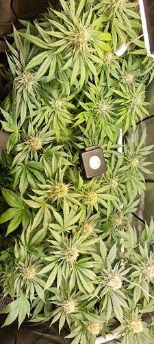 Growreport Bild 48
