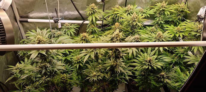 Growreport Bild 30