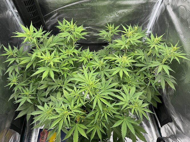 Growreport Bild 18