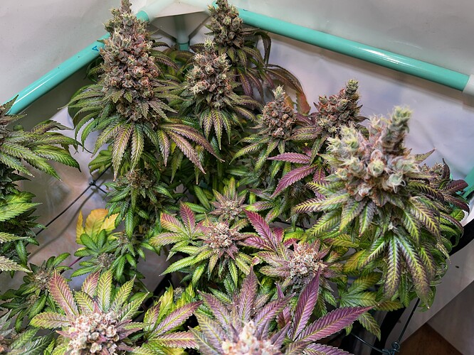 IMG_4122