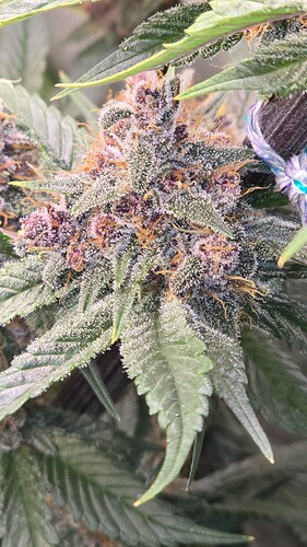 Growreport Bild 11