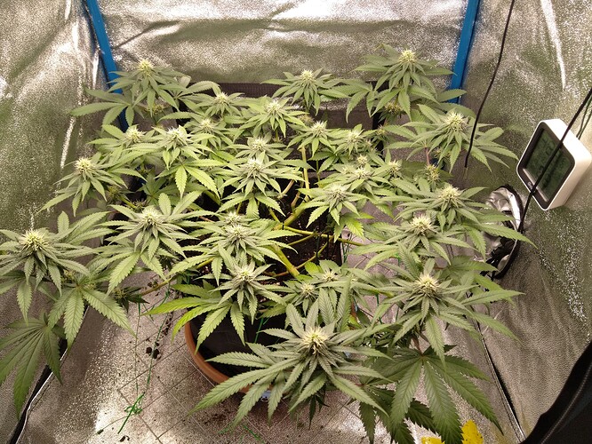 Growreport Bild 9