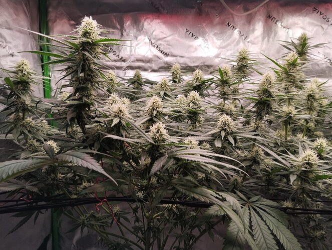 Growreport Bild 19