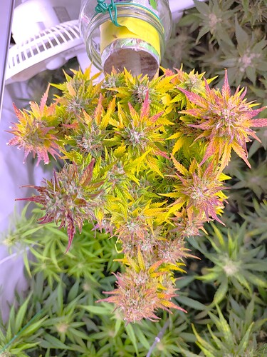 Growreport Bild 28