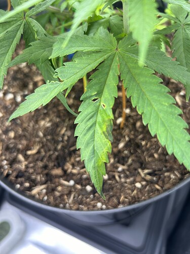 Growreport Bild 14