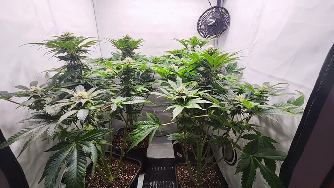 Growreport Bild 4