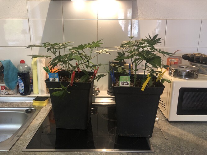 Growreport Bild 5