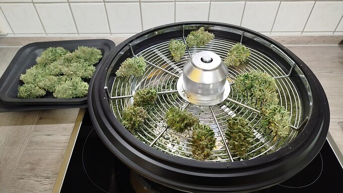 Geerntete Cannabis-Buds liegen auf einem Trimmer-Gitter und einem Backblech.