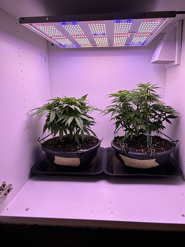 Zwei Cannabis-Pflanzen in Töpfen unter einer LED-Wachstumslampe in einem Schrank, beschriftet mit 'Sweet' und 'Ganja'.