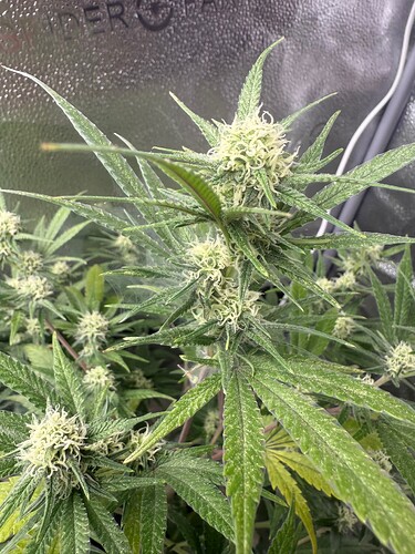 Growreport Bild 2