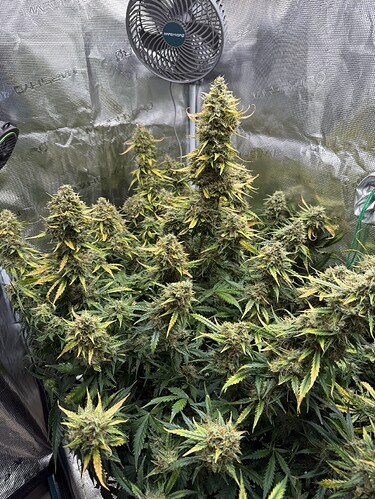 Growreport Bild 3