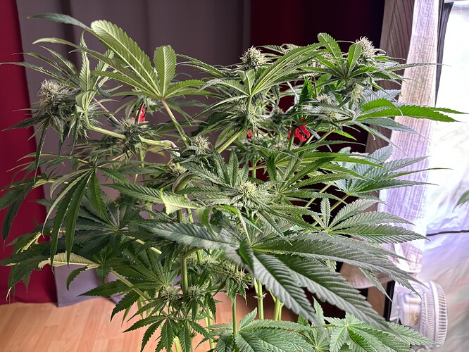 Growreport Bild 48