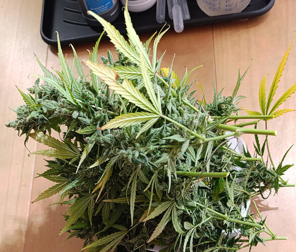 Growreport Bild 8