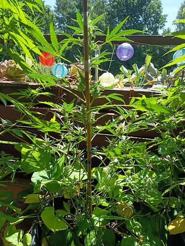 Growreport Bild 5