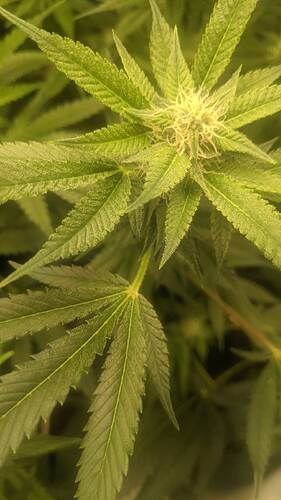 Growreport Bild 15