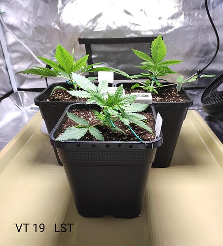 Growreport Bild 28