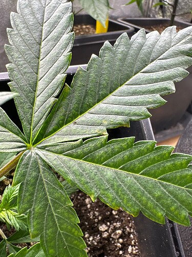 Growreport Bild 36