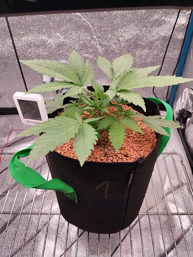 Growreport Bild 1