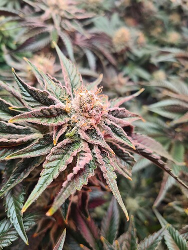 Growreport Bild 3