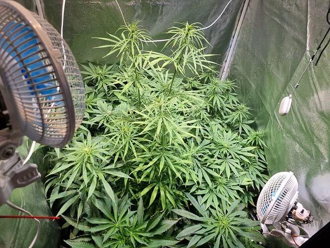 Eine große Cannabispflanze in der Wachstumsphase, die in einem Zelt mit zwei Ventilatoren und einer Lampe wächst.