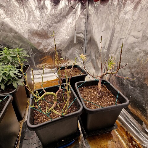 Growreport Bild 4
