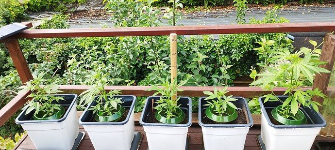 Growreport Bild 12