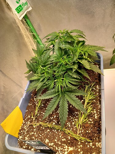 Growreport Bild 17