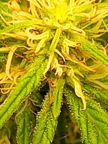 Growreport Bild 12