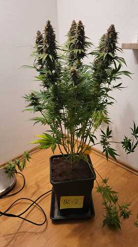Growreport Bild 13