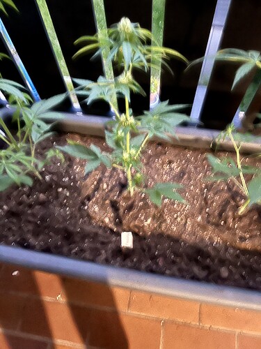 Growreport Bild 1