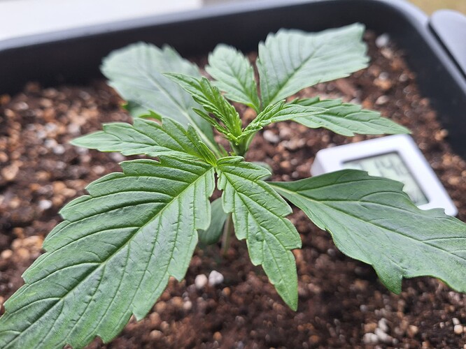 Growreport Bild 2