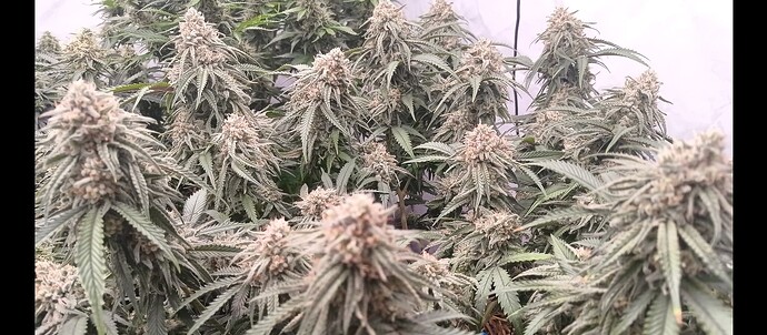 Growreport Bild 1