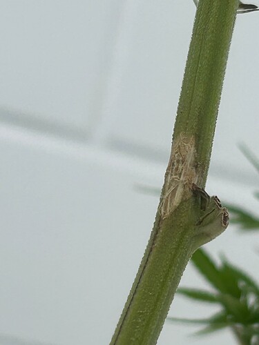 Growreport Bild 53