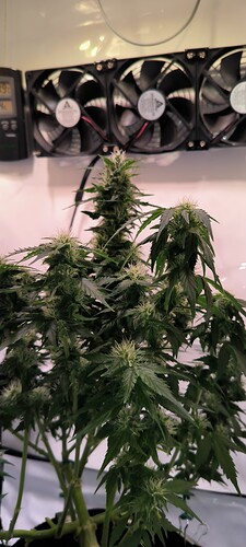 Growreport Bild 2