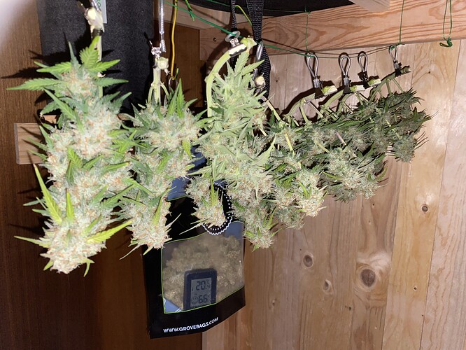 Growreport Bild 60